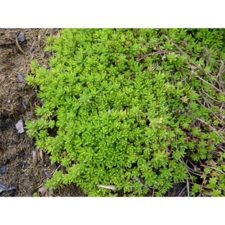 Sedum sarmentosum - rozchodník