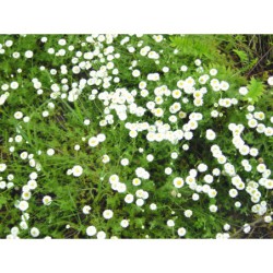 Anthemis nobilis fl.pl. - rmen vznešený