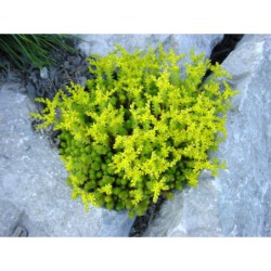Sedum sexangulare - rozchodník