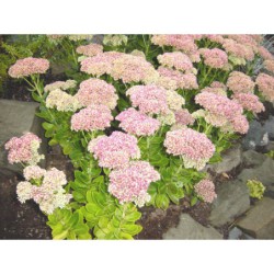 Sedum spectabile Brillant - rozchodník