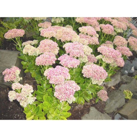 Sedum spectabile Brillant - rozchodník