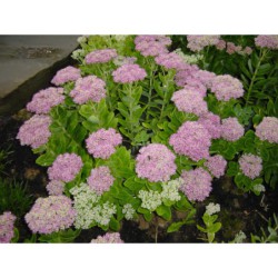 Sedum spectabile Septemberglut - rozchodník