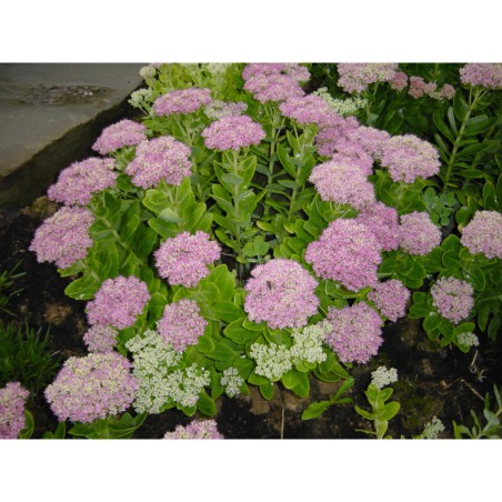 Sedum spectabile Septemberglut - rozchodník