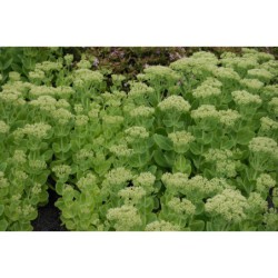 Sedum spectabile Iceberg - rozchodník