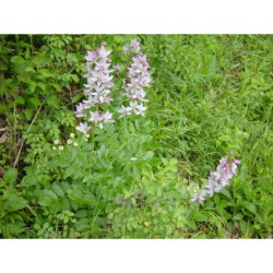 Dictamnus albus - třemdava bílá