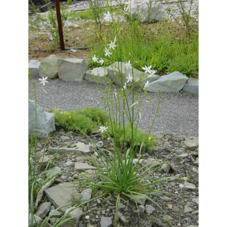 Anthericum ramosum - bělozářka větvitá