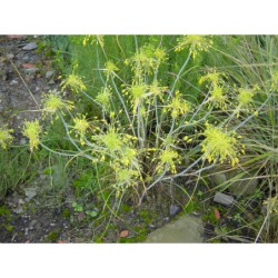 Allium flavum - česnek žlutý