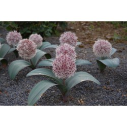 Allium karataviense - česnek