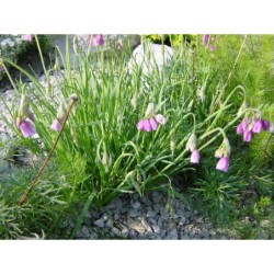 Allium narcissiflorum - česnek narcisokvětý