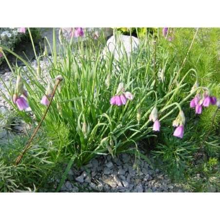 Allium narcissiflorum - česnek narcisokvětý