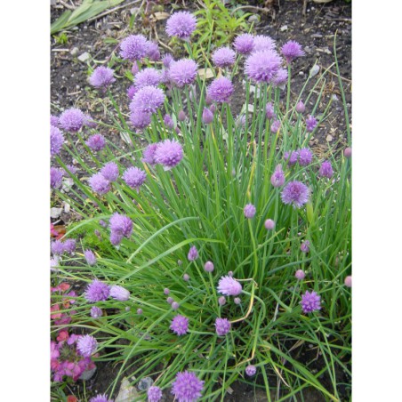Allium schoenoprasum - česnek pažitka
