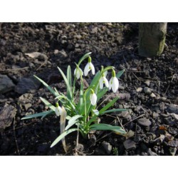 Galanthus nivalis - sněženka