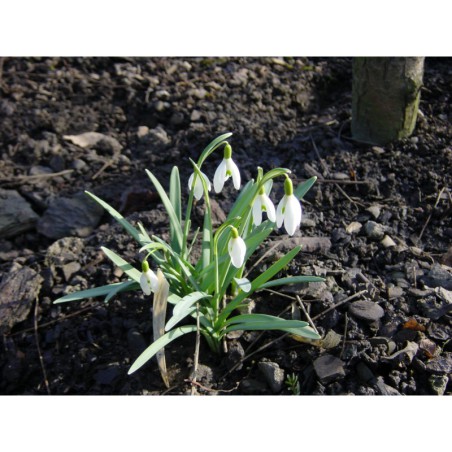 Galanthus nivalis - sněženka