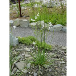 Anthericum ramosum - bělozářka větvitá