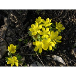 Eranthis hyemalis - talovín zimní
