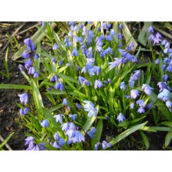 Scilla siberica - ladoňka
