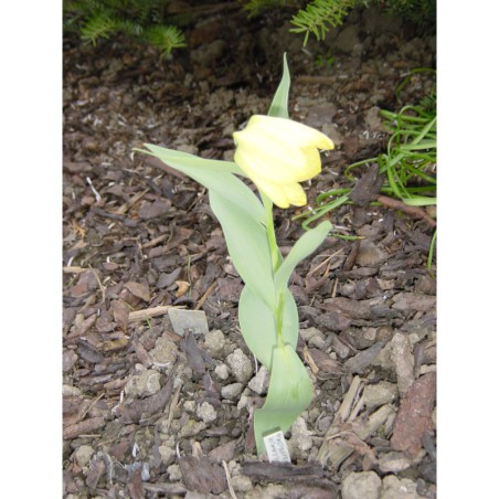 Fritillaria palidiflora - řebčík