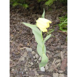 Fritillaria palidiflora - řebčík