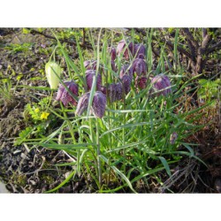 Fritillaria meleagris - řebčík kostkovaný
