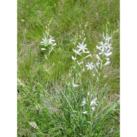 Anthericum liliago - bělozářka liliovitá