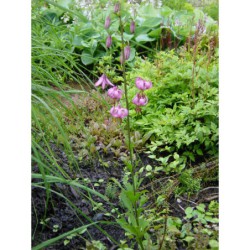 Lilium martagon - lilie zlatohlávek