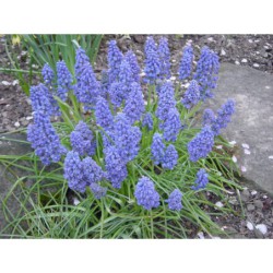 Muscari botryoides - modřenec