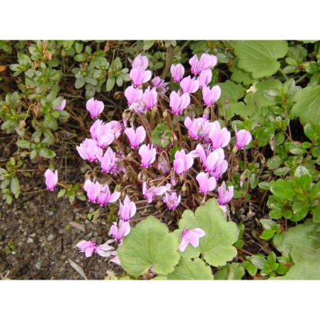 Cyclamen hederifolium - brambořík břečťanolistý
