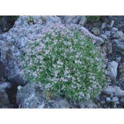 Ptilotrichum spinosum