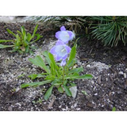 Campanula barbata - zvonek vousatý