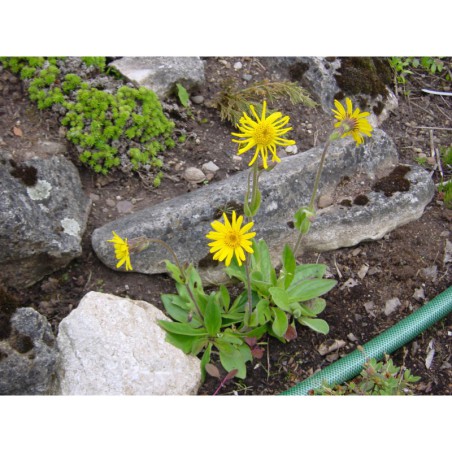 Arnica montana - arnika horská