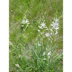 Anthericum liliago - bělozářka liliovitá