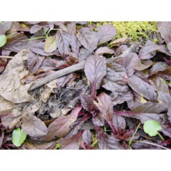 Ajuga reptans Atropurpurea - zběhovec plazivý