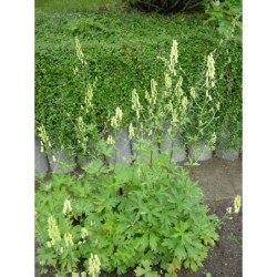 Aconitum vulparia - oměj vlčí mor