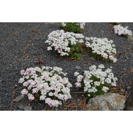 Androsace villosa - pochybek