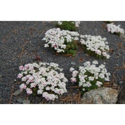 Androsace villosa - pochybek