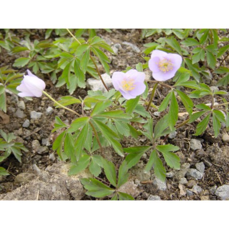 Anemone nemorosa Robinsoniana - sasanka