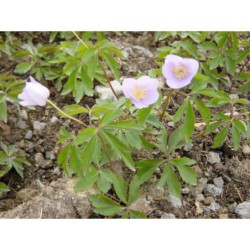 Anemone nemorosa Robinsoniana - sasanka