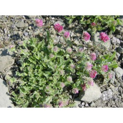 Anthylis jacquemontii - úročník