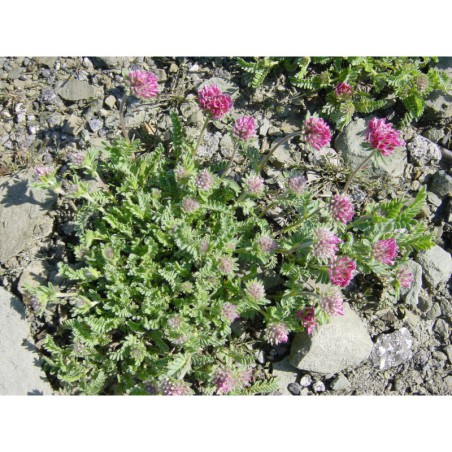 Anthylis jacquemontii - úročník