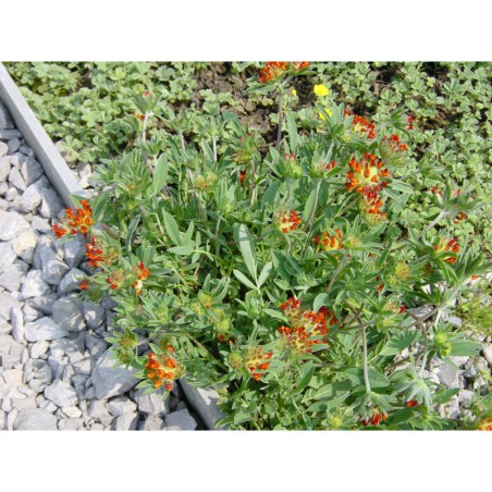 Anthylis montanus Rubra - úročník