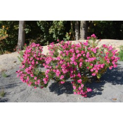 Aster novi - anglii - hvězdnice