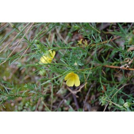 Fumana procumbens - devaterka poléhavá