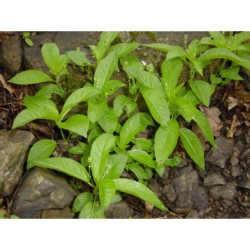 Mercurialis perennis - bažanka vytrvalá