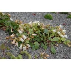 Campanula betulifolia - zvonek