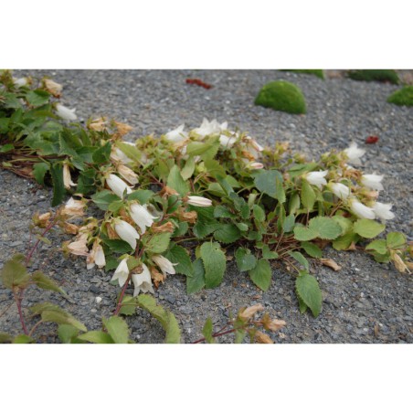 Campanula betulifolia - zvonek