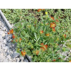 Anthylis montanus Rubra - úročník