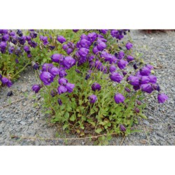 Campanula sp. - zvonek