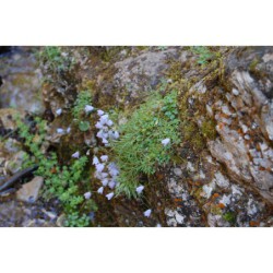 Campanula cochlearifolia - zvonek lžičníkolistý
