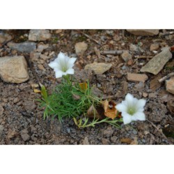 Gentiana sinoornata Alba - hořec
