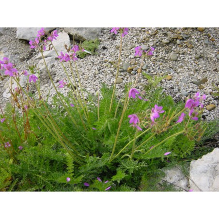 Erodium carvifolium - pumpava kmínolistá